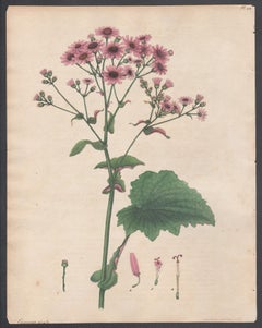 Two-coloured-leaved Cineraria. Andrews antique botanical flower engraving print
