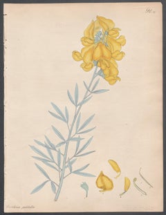 Crotolaria Pulchella - Large-flowered Crotolaria, Andrews botanical engraving