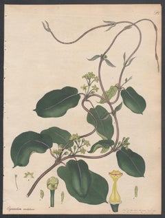 Cynanchum Undated - Waved Cynanchum, Henry Andrews botanical engraving, 1799