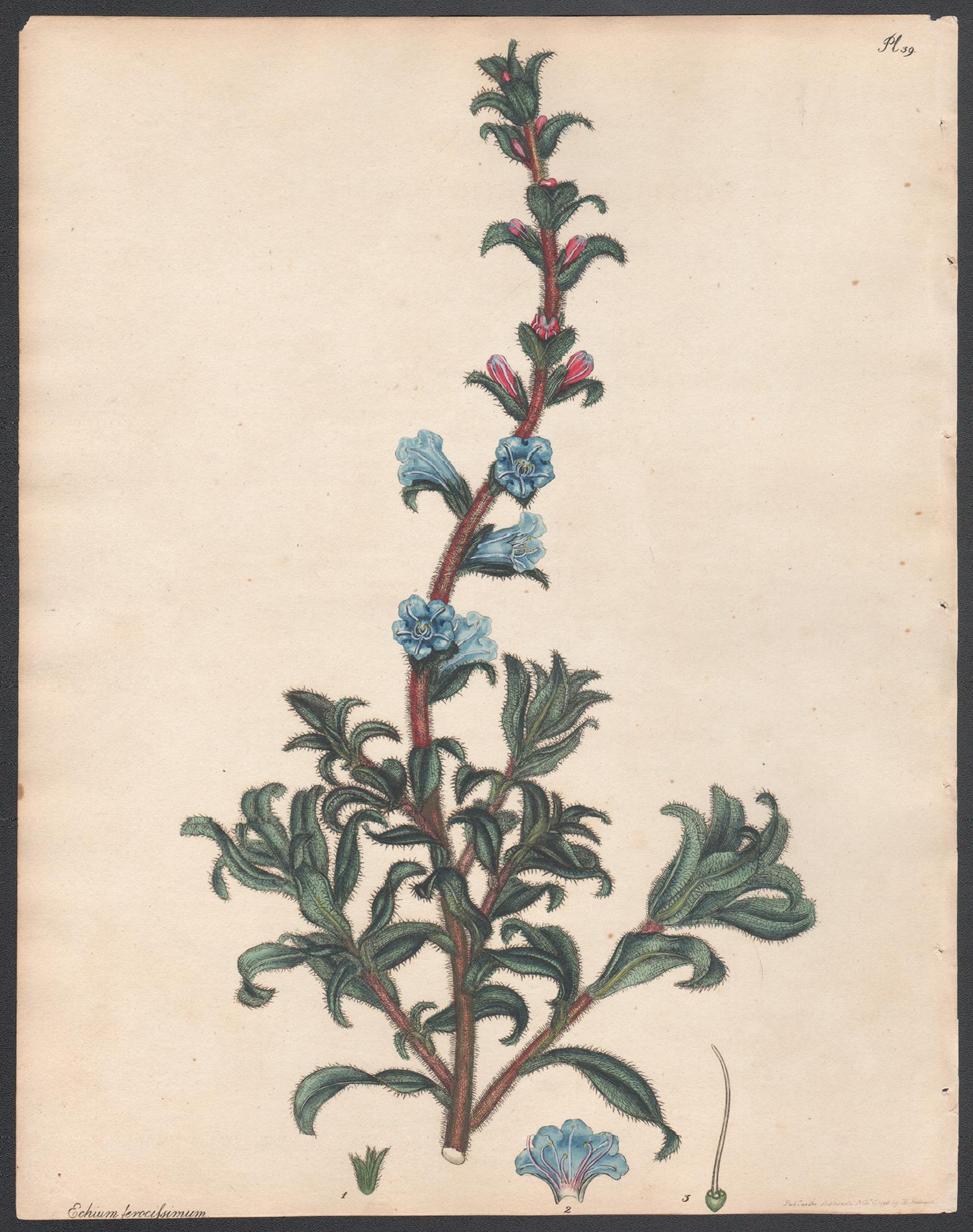 Henry C Andrews Still-Life Print - Prickly Viper's Bugloss  Henry Andrews antique botanical flower Echium engraving