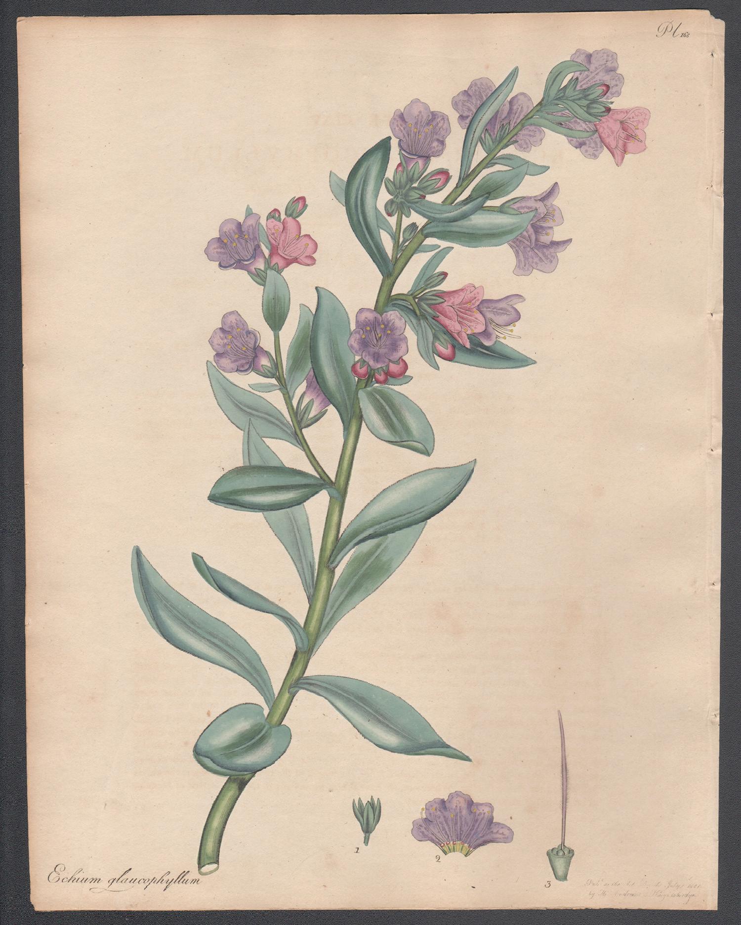 Echium Glaucophyllum, gravure de fleurs botaniques ancienne d'Henry Andrews