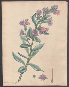 Echium Glaucophyllum, Henry Andrews antique botanical flower engraving print