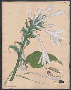 Quatre gravures botaniques d'Henry Andrews