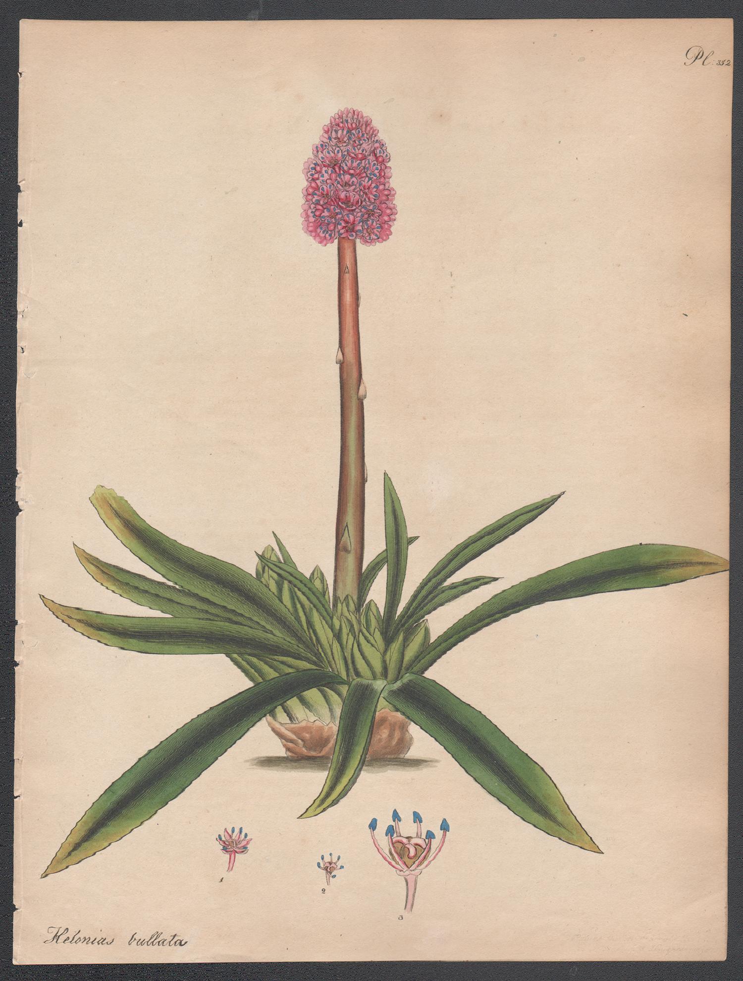 Henry C Andrews Still-Life Print - Spear-leaved Helonias,  Henry Andrews antique botanical flower engraving print