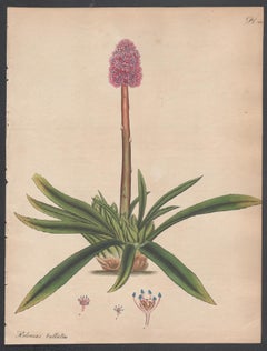Helonias bullata - Spear-leaved Helonias,  Henry Andrews botanical engraving