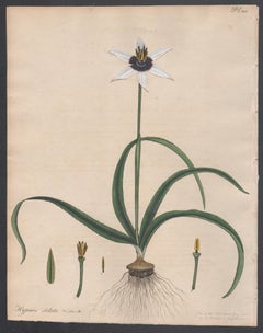 Hypoxia stellata - Star-flowered Hypoxis,  Henry Andrews botanical engraving