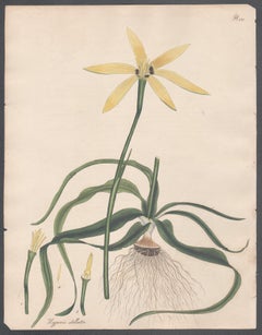 Hypoxis stellata -  Hypoxis à fleurs d'étoiles, gravure botanique d'Andrews