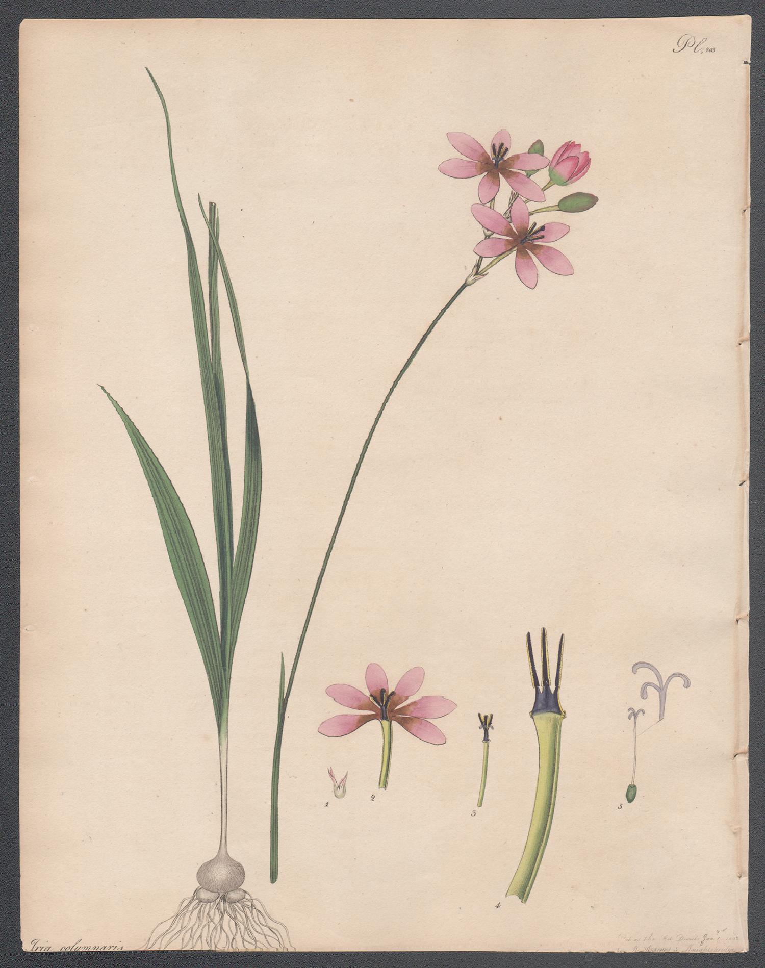 Columnar-chived Ixia, Henry Andrews antique botanical flower engraving print