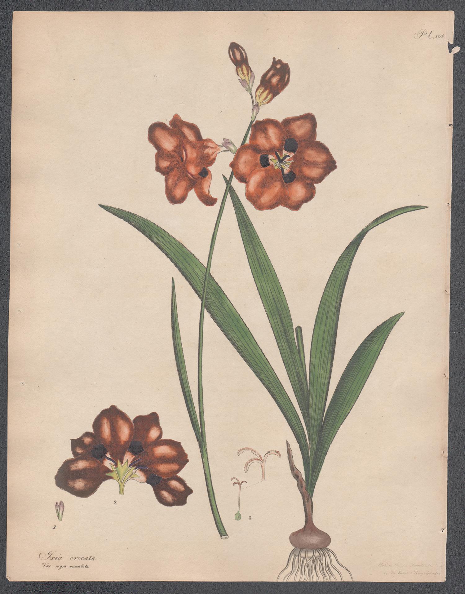Henry C Andrews Still-Life Print - Ixia crocata -  Crocus-flowered Ixia, Andrews botanical engraving