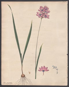Maculata von Ixia – gepunktete, geblümte Ixia. botanischer Stich von Henry Andrews