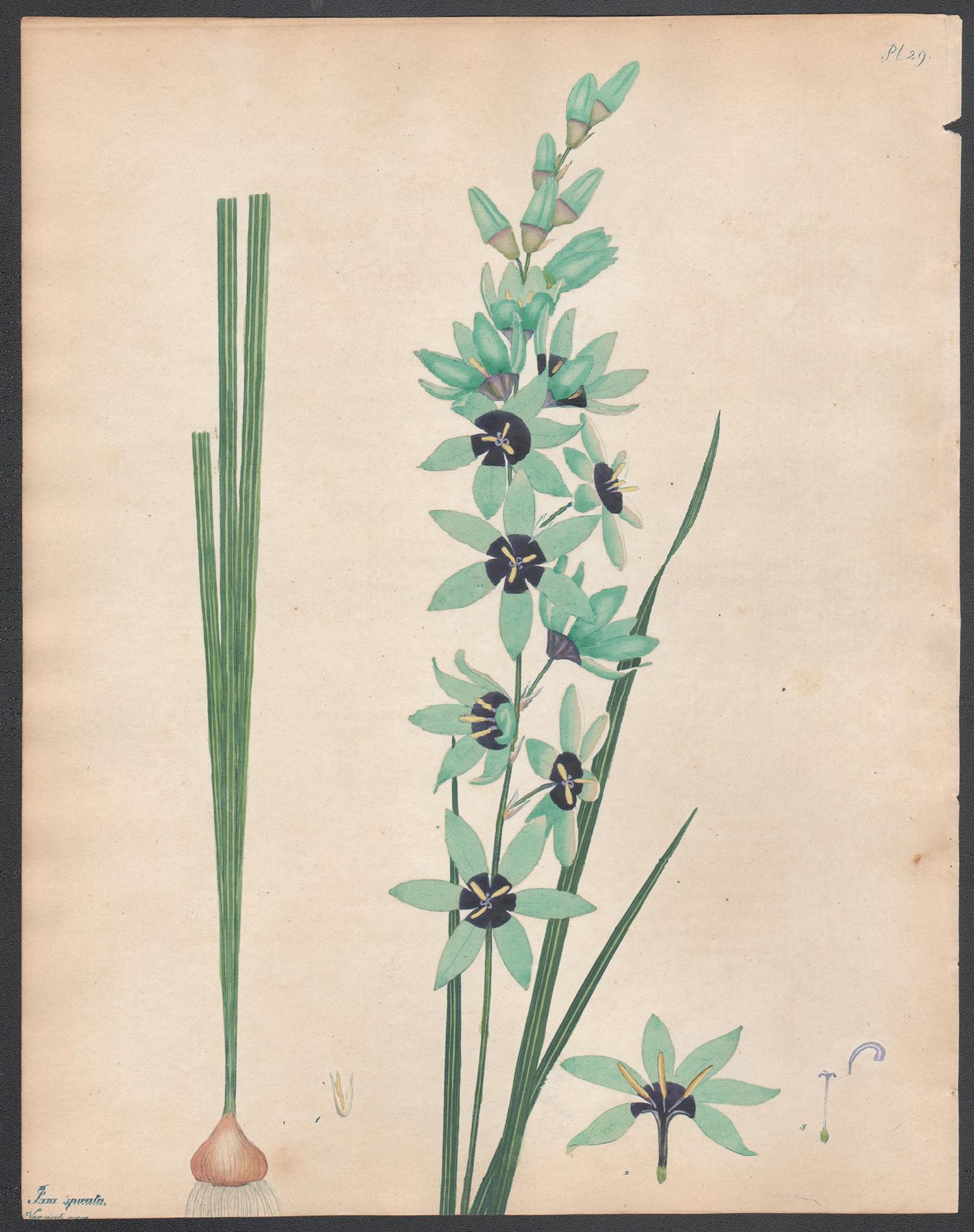 Henry C Andrews Still-Life Print - Ixia Spicata - Sea-green Spiked Ixia  Henry Andrews botanical engraving