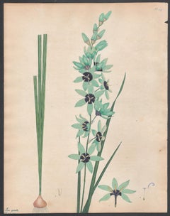 Antique Ixia Spicata - Sea-green Spiked Ixia  Henry Andrews botanical engraving