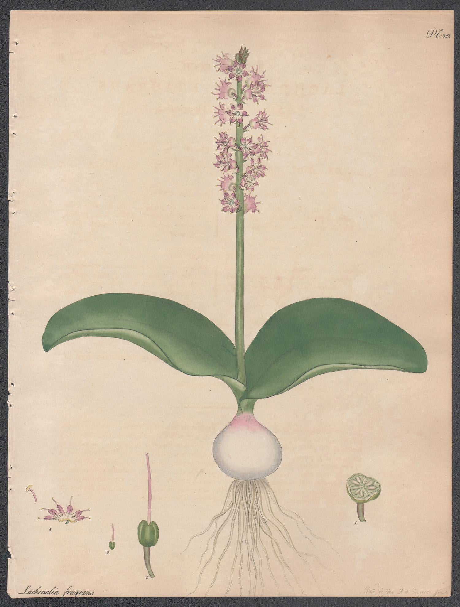 Lachenalia à l'odeur douce. Henry Andrews gravure de fleurs botaniques ancienne gravure à l'ancienne