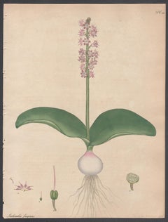 Lachenalia à l'odeur douce. Henry Andrews gravure de fleurs botaniques ancienne gravure à l'ancienne