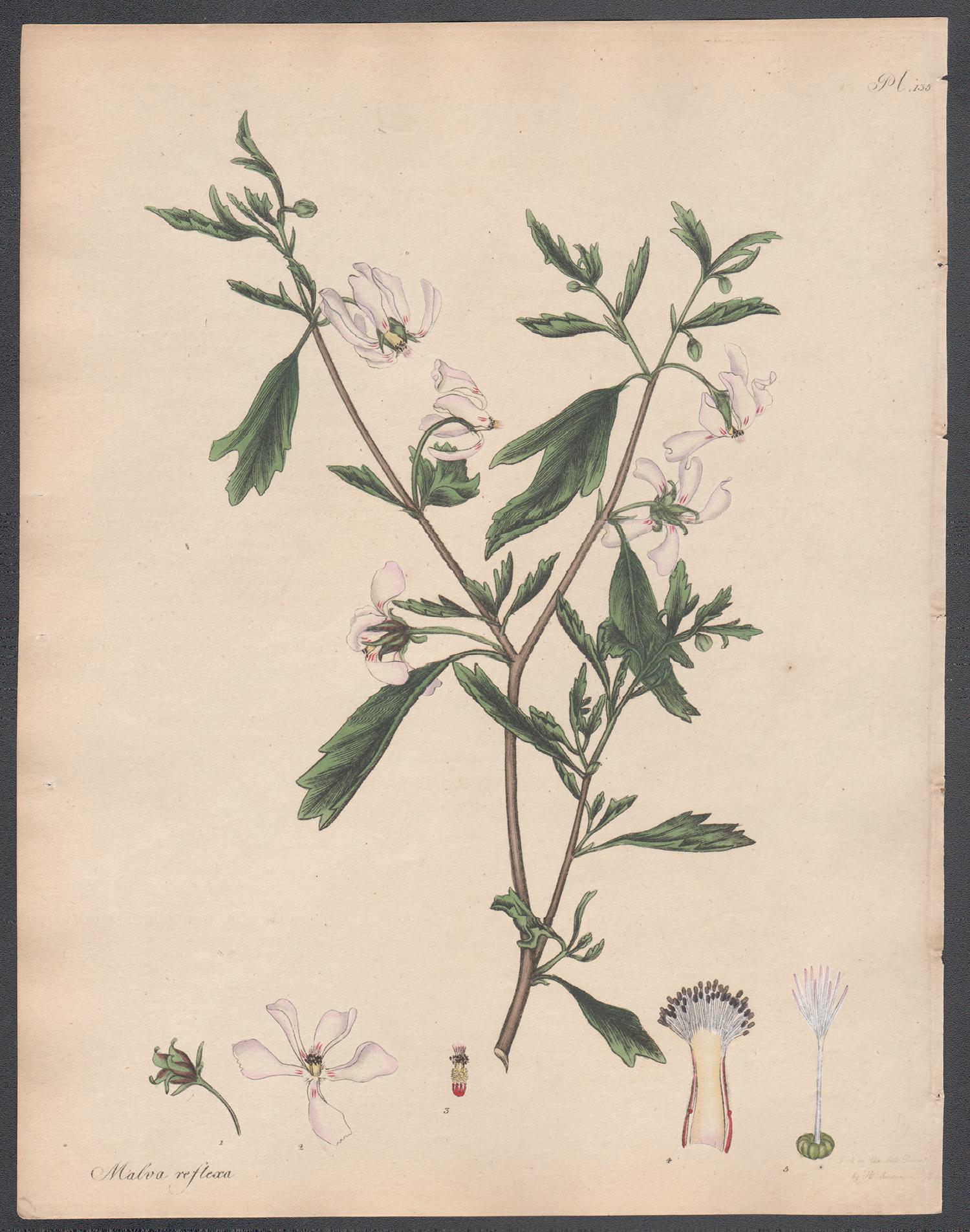 Henry C Andrews Still-Life Print - Malva reflexa - Reflex-flowered Mallow, Andrews botanical engraving