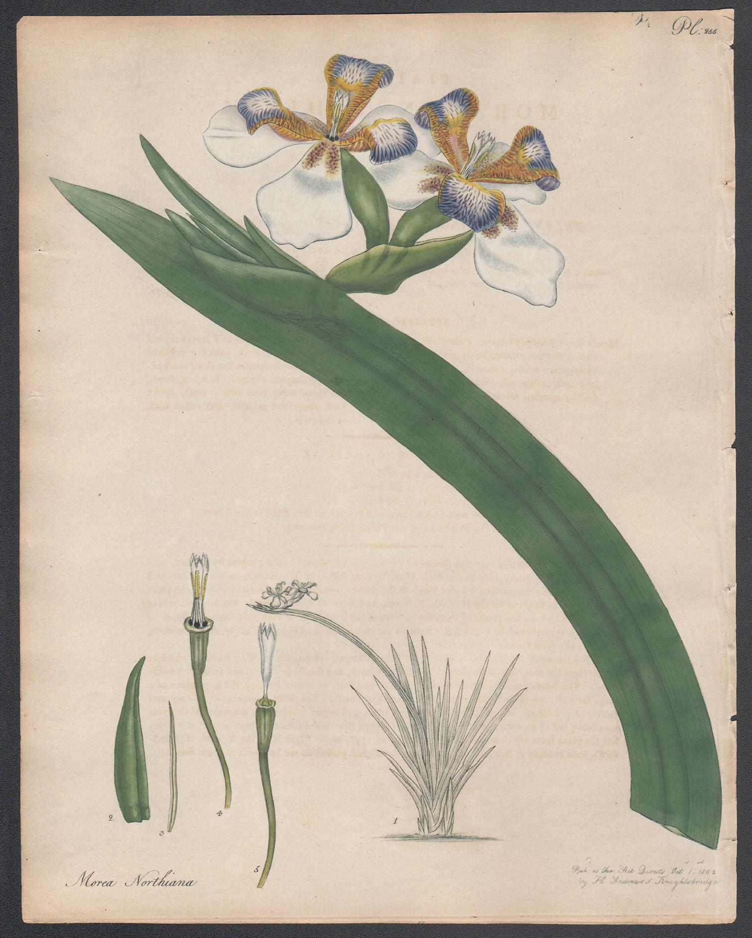 Still-Life Print Henry C Andrews - Northian Moraea. Henry Andrews gravure de fleurs botaniques ancienne gravure à l'ancienne