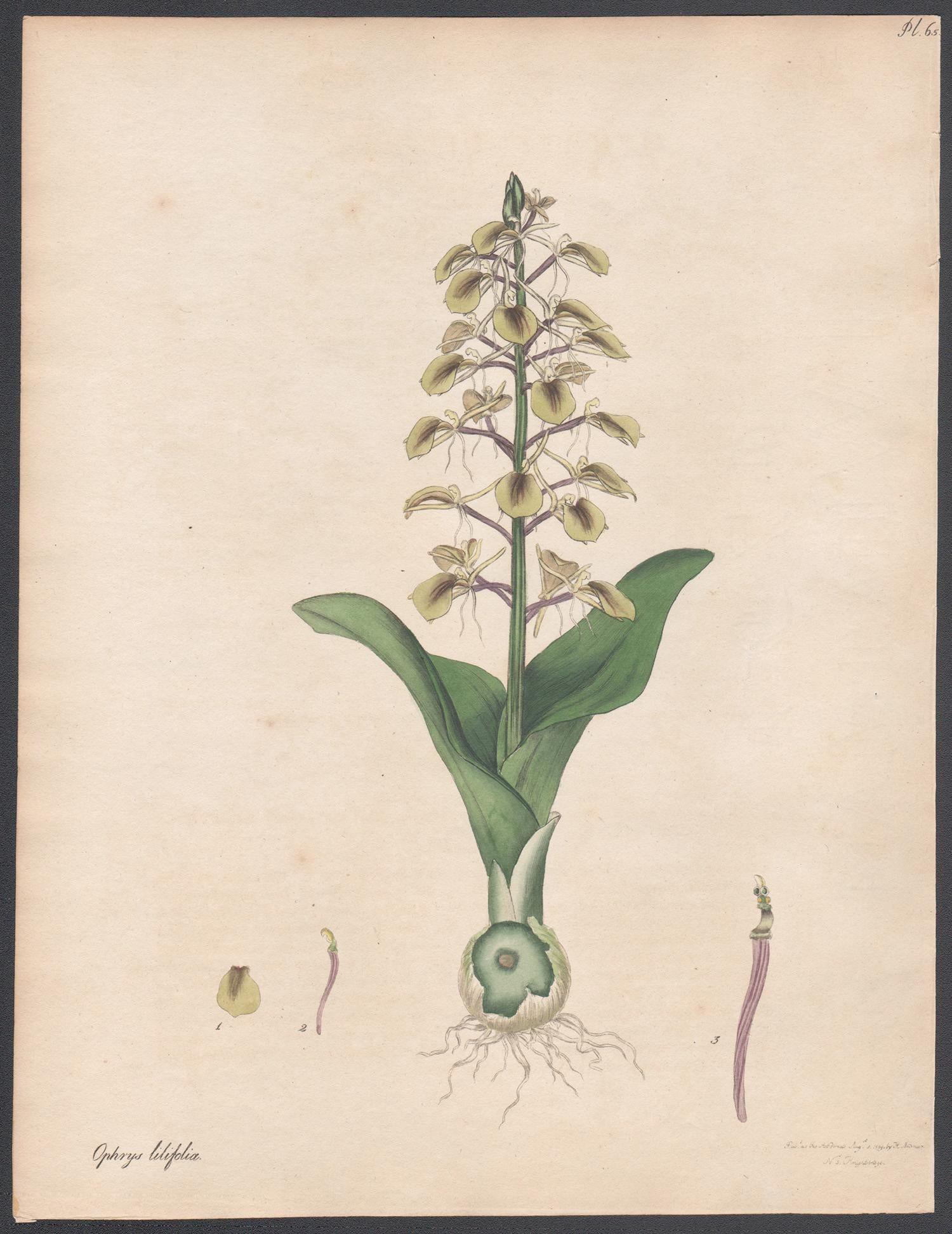 Ophrys à feuilles de lys. Henry Andrews gravure de fleurs botaniques ancienne gravure à l'ancienne