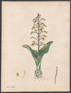 Lilienblättrige Ophrys. Antiker botanischer Blumengravurdruck von Henry Andrews