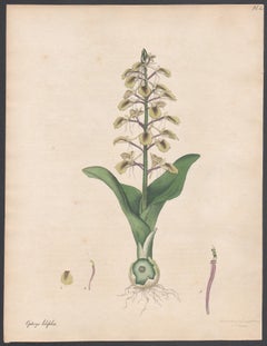 Ophrys a foglie di giglio. Stampa antica di incisione floreale botanica di Henry Andrews