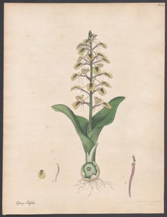 Lily-leaved Ophrys. Henry Andrews Antique botanical flower engraving print