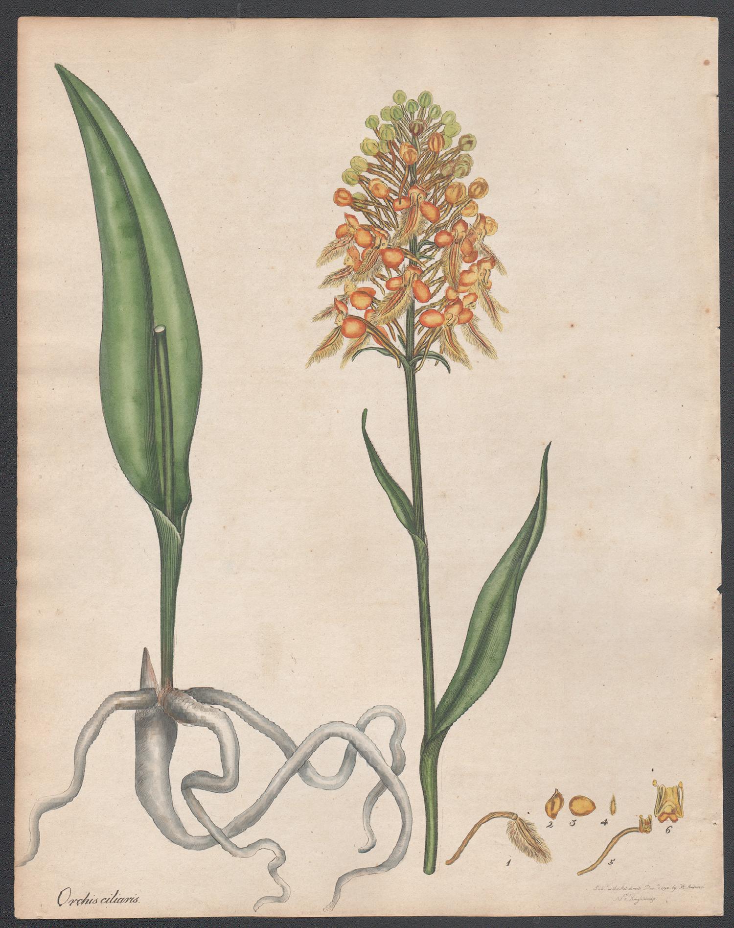 Henry C Andrews Still-Life Print - Orchis Ciliaris - Fringed Orchis, Henry Andrews botanical orchid engraving