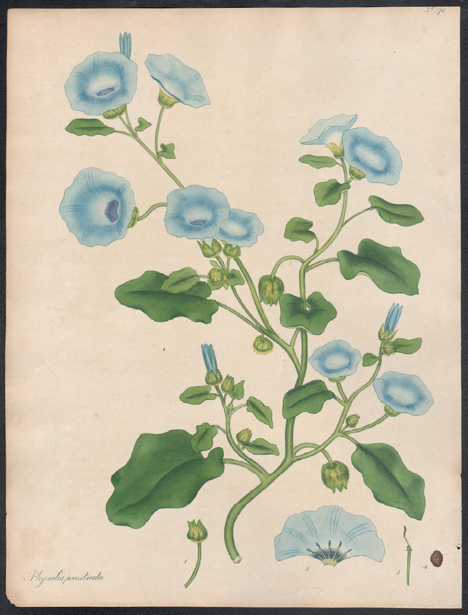 Henry C Andrews Still-Life Print - Physalis prostrata - Trailing Winter cherry,  Henry Andrews botanical engraving