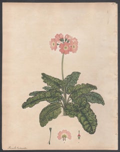 Antique Primula Cortusoides - Siberian Primrose. Henry Andrews botanical engraving print