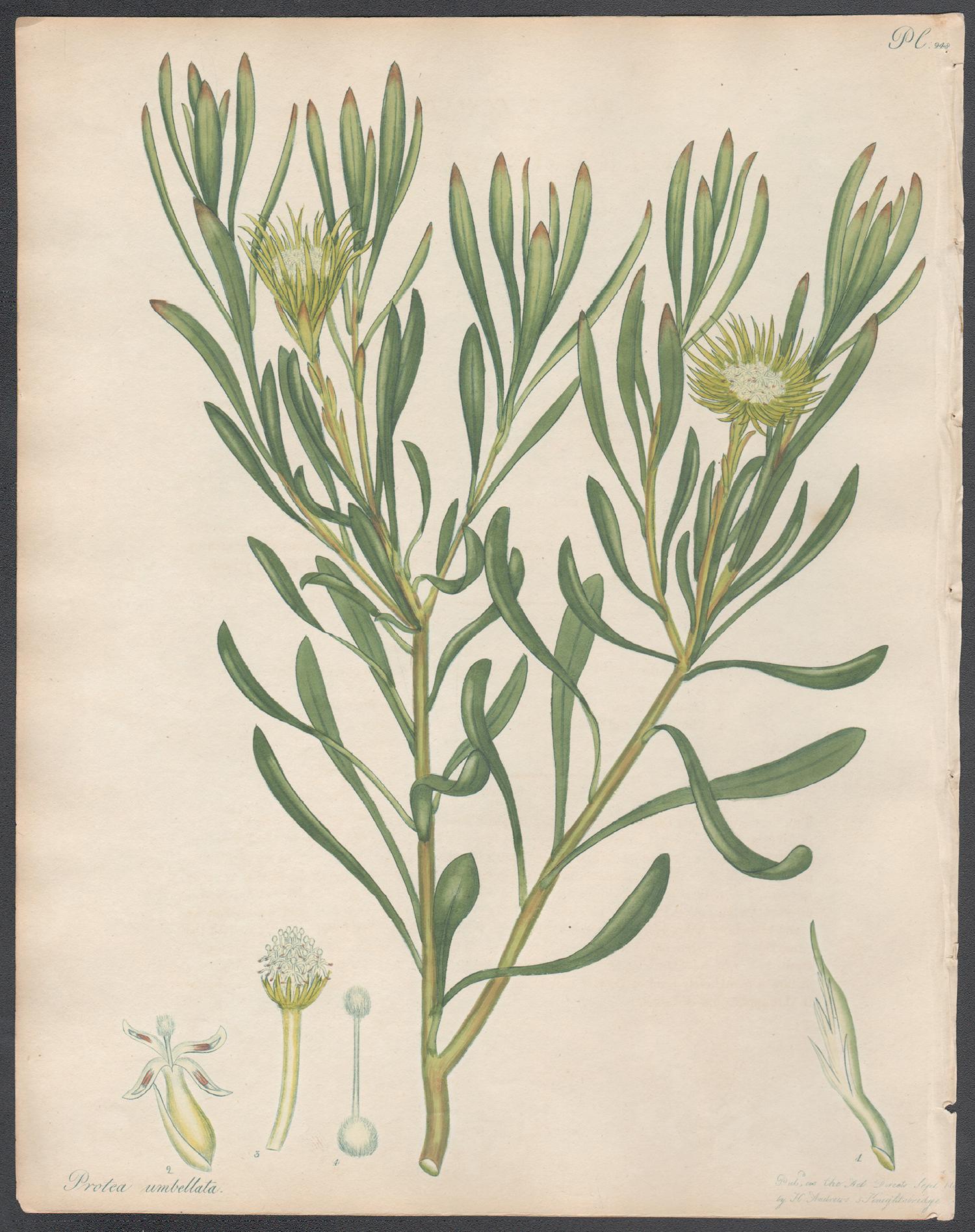 Henry C Andrews Still-Life Print - Protea Umbellata - Umbellated Protea, Henry Andrews botanical engraving
