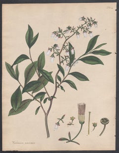 Vaccinium amœnum - Broad-leaved Whortle berry, Henry Andrews botanical engraving