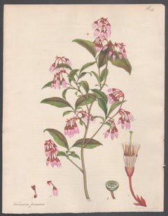 Vaccinium formosum - Red-twigged Whortle berry Henry Andrews botanical engraving