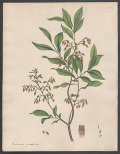 Vaccinium parviflorum - Small-flowered Whortle berry Andrews botanical engraving