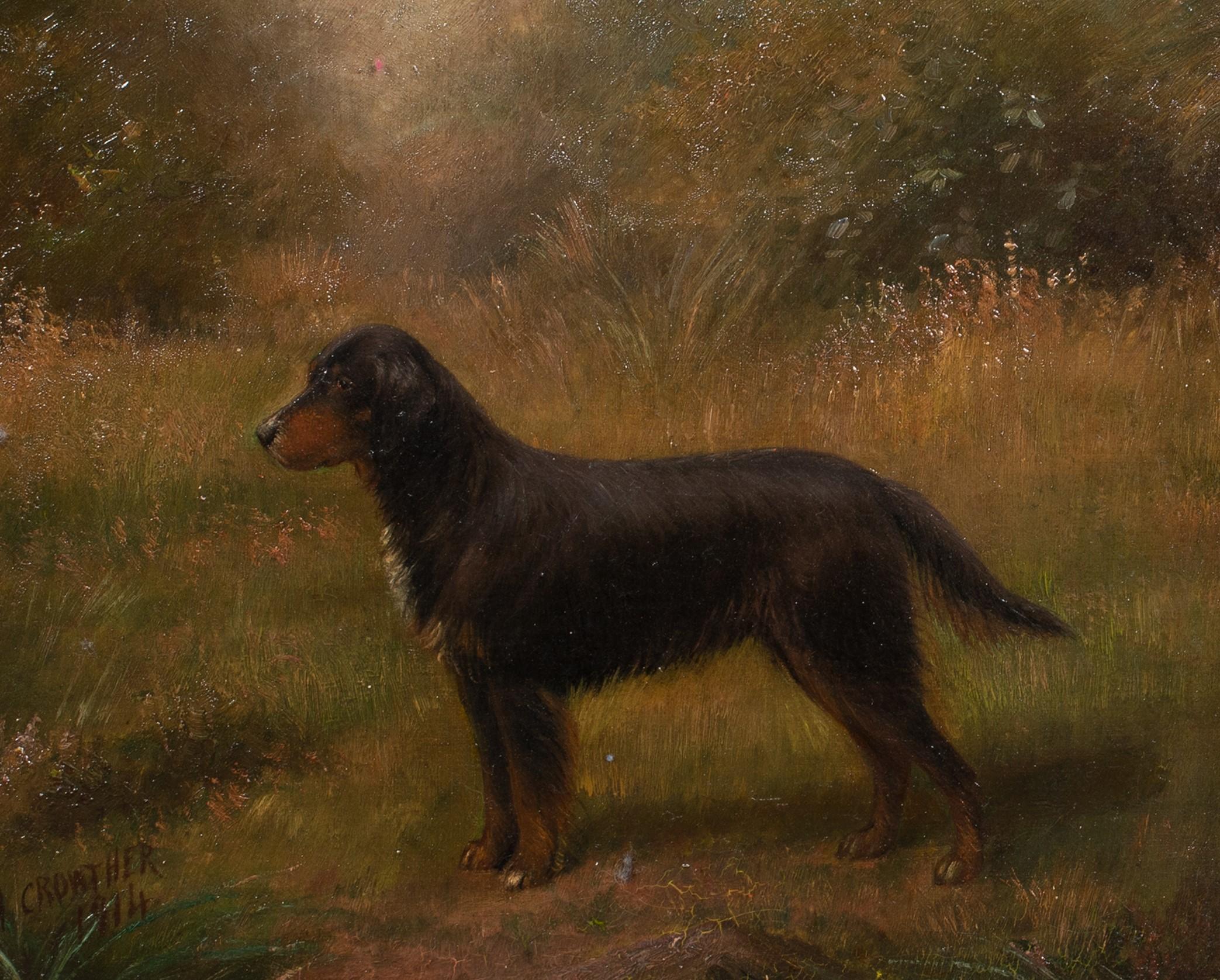 brown gordon setter