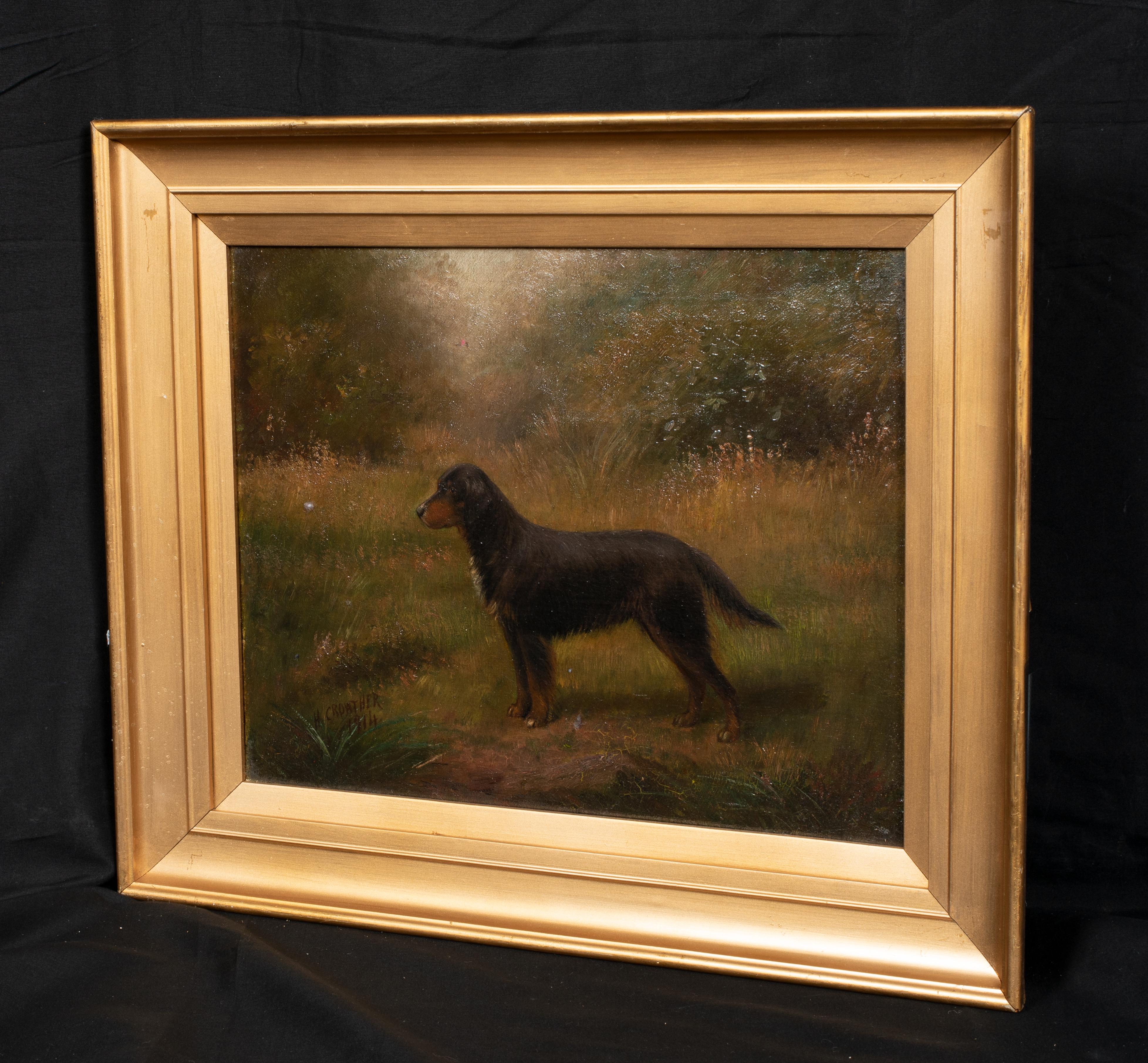 gordon setter brown