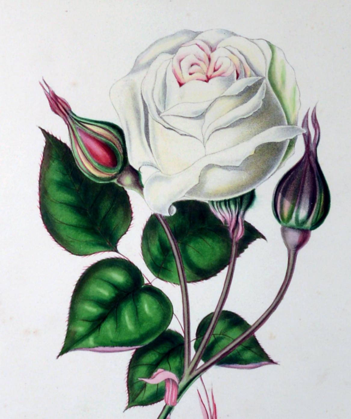 Henry Curtis Set of Nine Botanical Engravings, the Beauty of the Rose 4