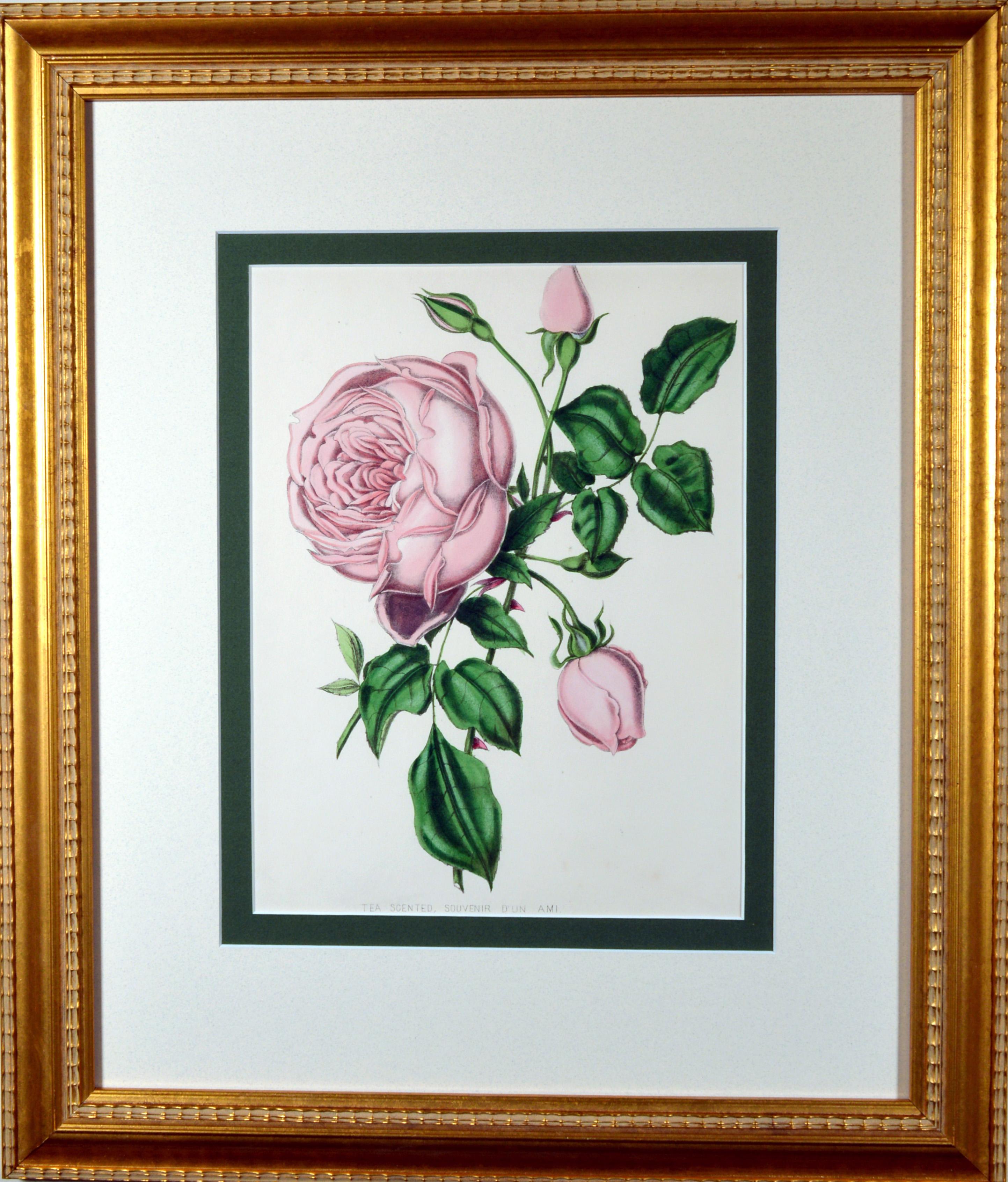 Henry Curtis Set of Nine Botanical Engravings, the Beauty of the Rose 9