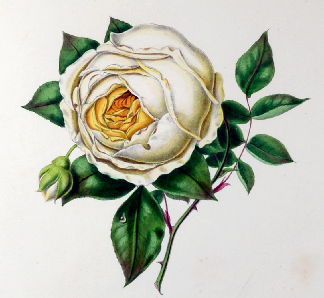 Set of nine botanical engravings
Henry Curtis, 'Beauties of the Rose'
Hand-colored Lithographs,
1850
(NY9184-B-nrrr)

 In this beautiful book 'Beauties of the Rose' Henry Curtis, as well as writing the text, drew all the illustrations on a