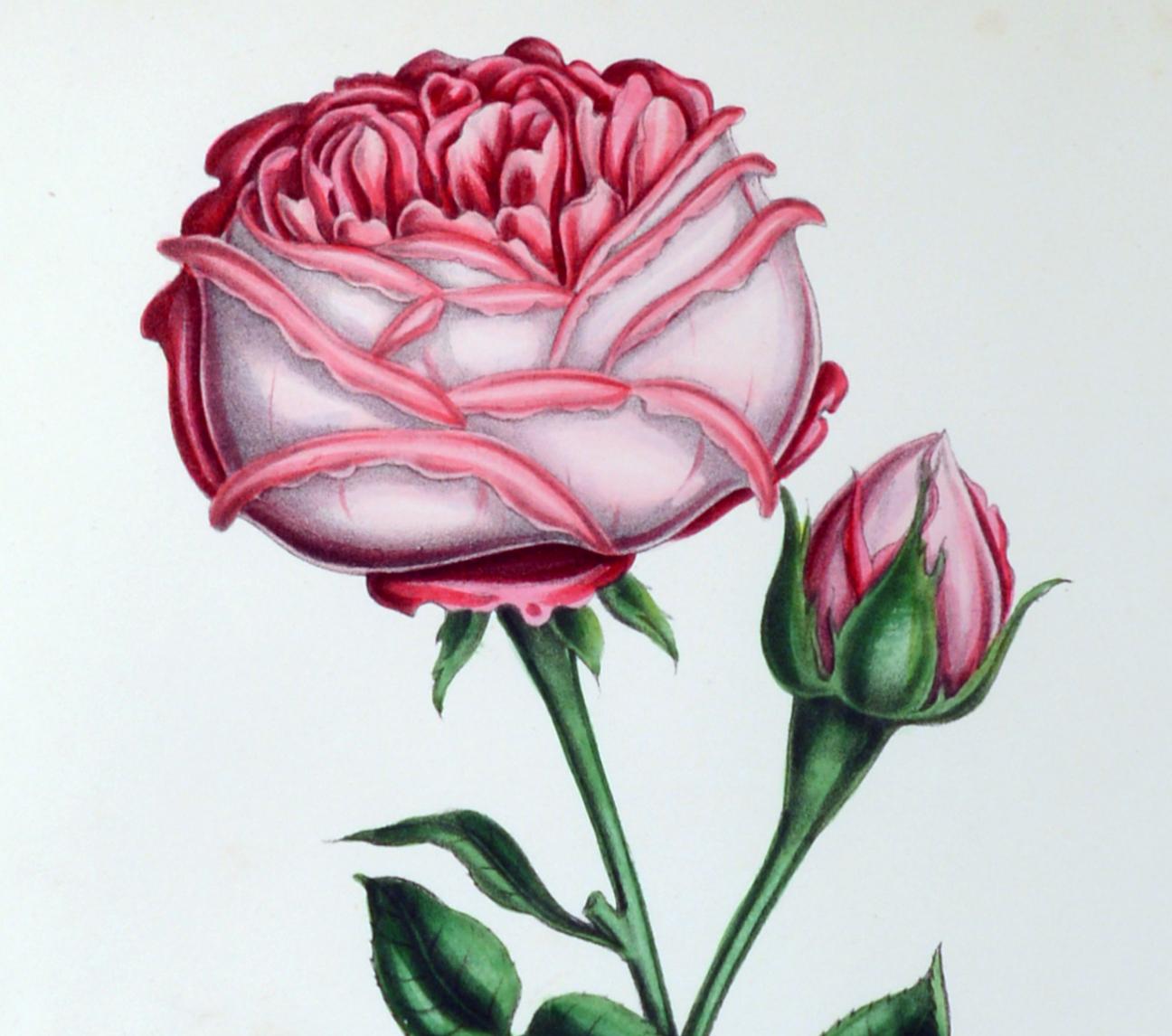 Henry Curtis Set of Nine Botanical Engravings, the Beauty of the Rose In Good Condition In Downingtown, PA
