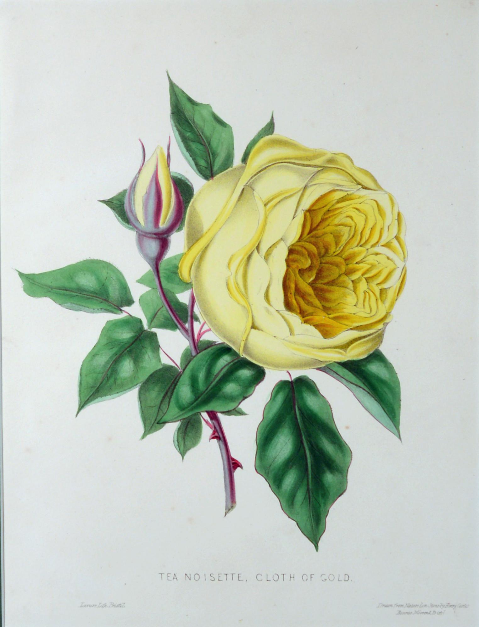 Paper Henry Curtis Set of Nine Botanical Engravings, the Beauty of the Rose