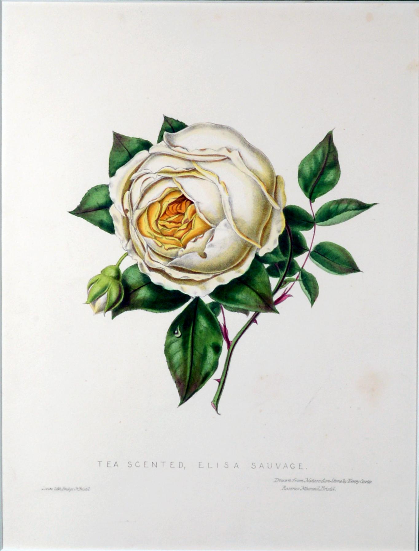 Henry Curtis Set of Nine Botanical Engravings, the Beauty of the Rose 1