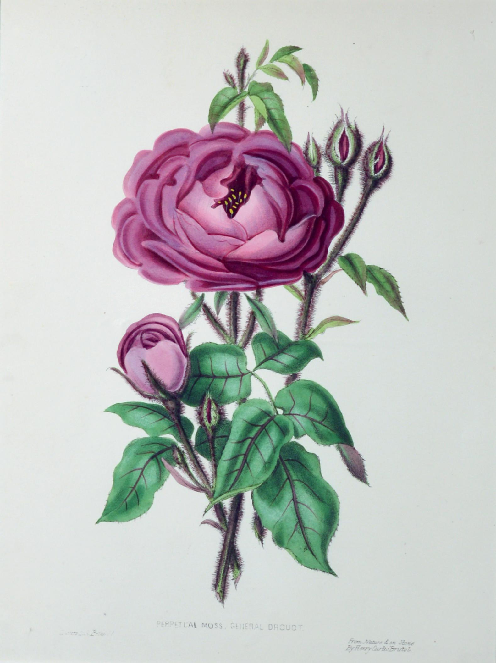 Henry Curtis Set of Nine Botanical Engravings, the Beauty of the Rose 2