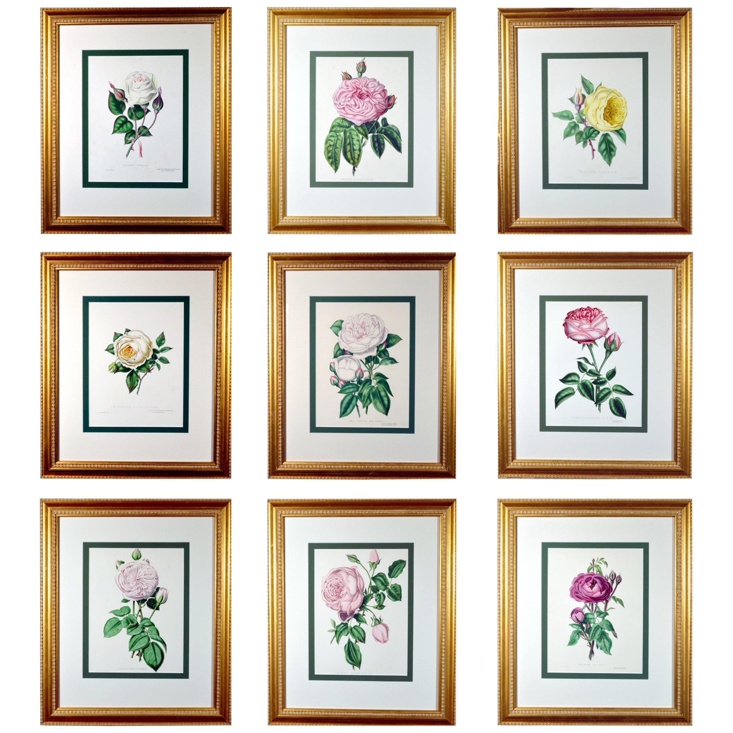 Henry Curtis Set of Nine Botanical Engravings, the Beauty of the Rose
