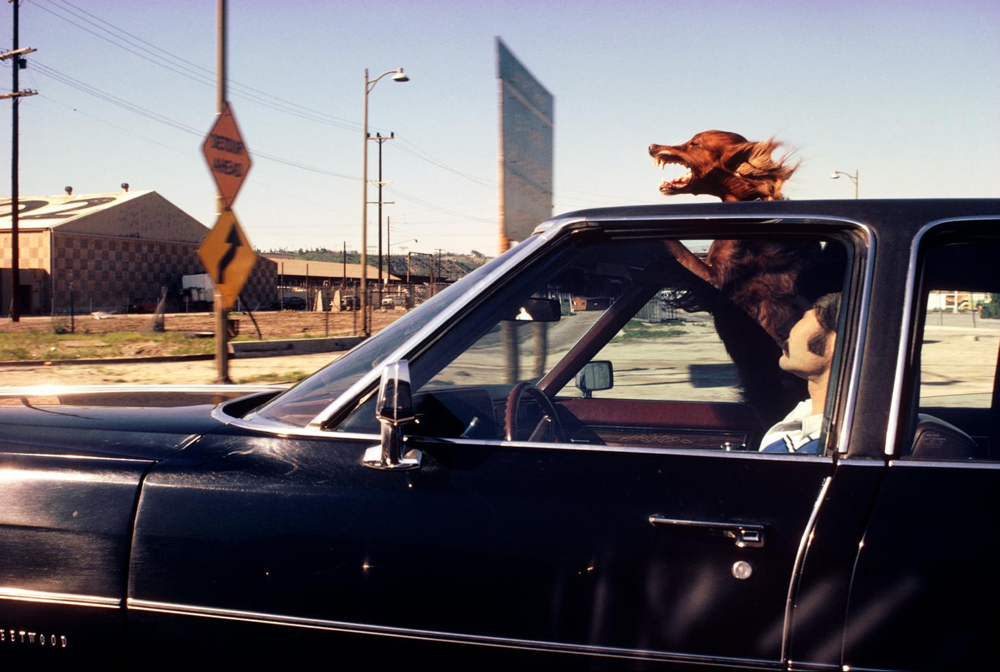 Henry Diltz Color Photograph - Dog in Car