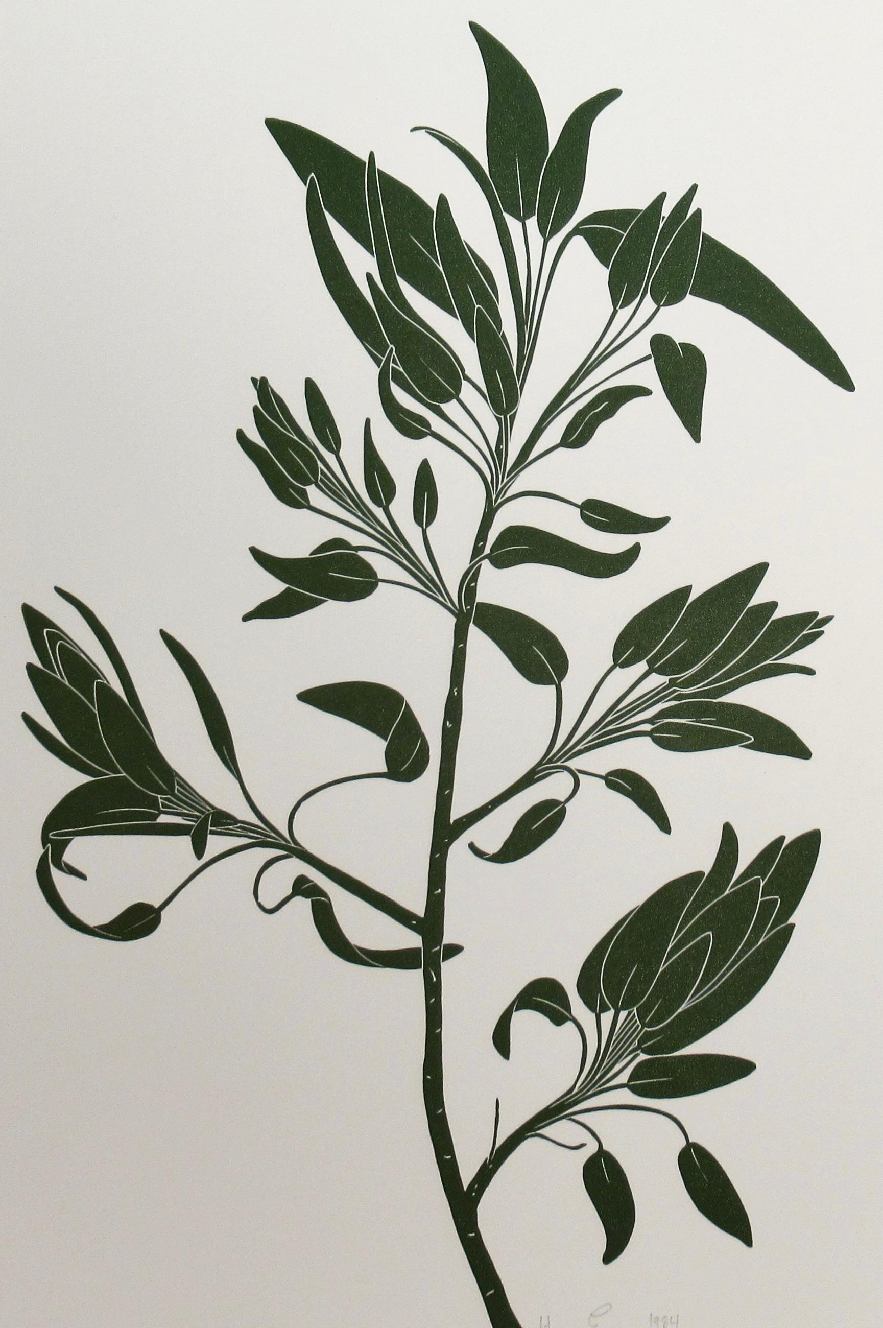 Salvia - Print de Henry Evans