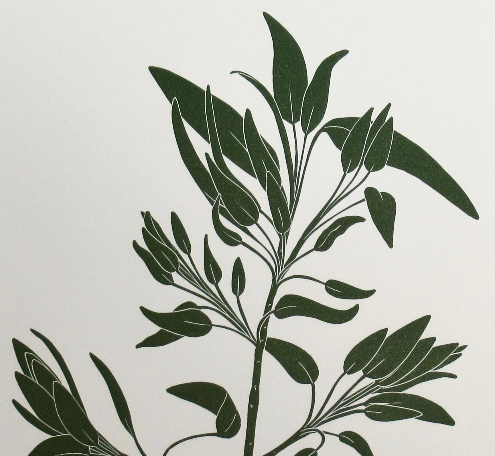 Salvia - Print realista estadounidense de Henry Evans