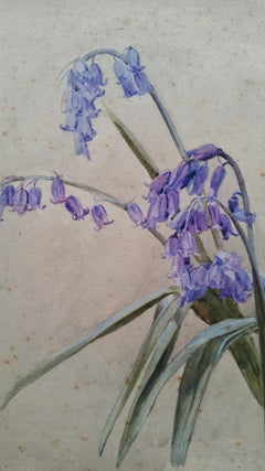 English Watercolour Botanical Painting, Bluebells