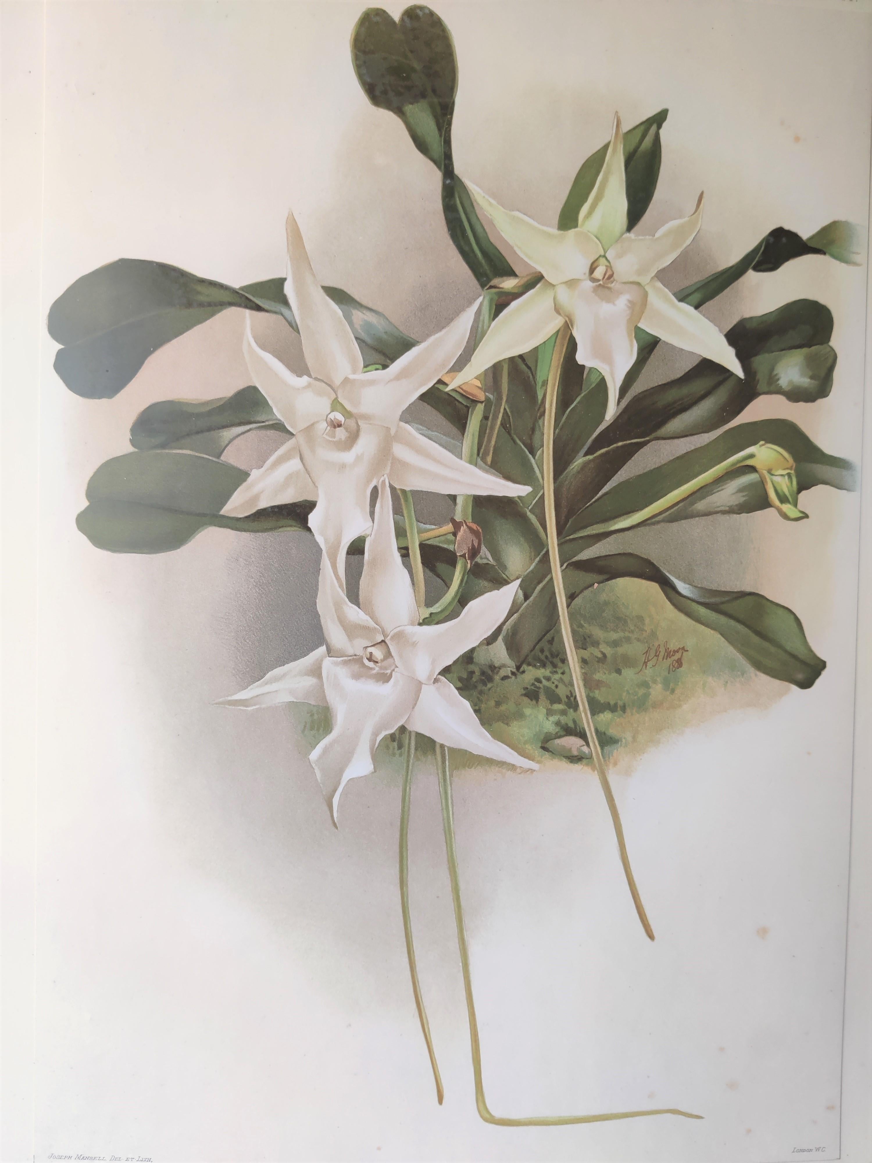 Angraecum sesquipedale, also known as Darwin's orchid, Christmas orchid, Star of Bethlehem orchid, and king of the Angraecum.

Original colour-printed lithograph by Joseph Mansell after the watercolour by landscape painter and botanical artist,
