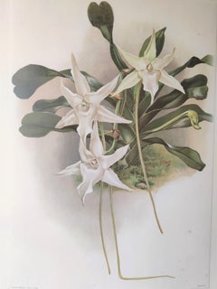 Angraecum sesquipedal - Reichenbachia Orchid lithograph - Co.1888