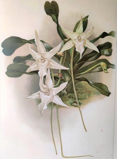 Angraecum sesquipedal - Reichenbachia Orchid lithograph - Co.1888