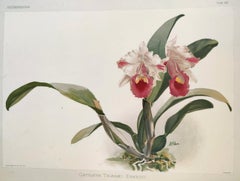 Cattleya Trianae Ernesti - Reichenbachia Orchid lithograph - Co.1888