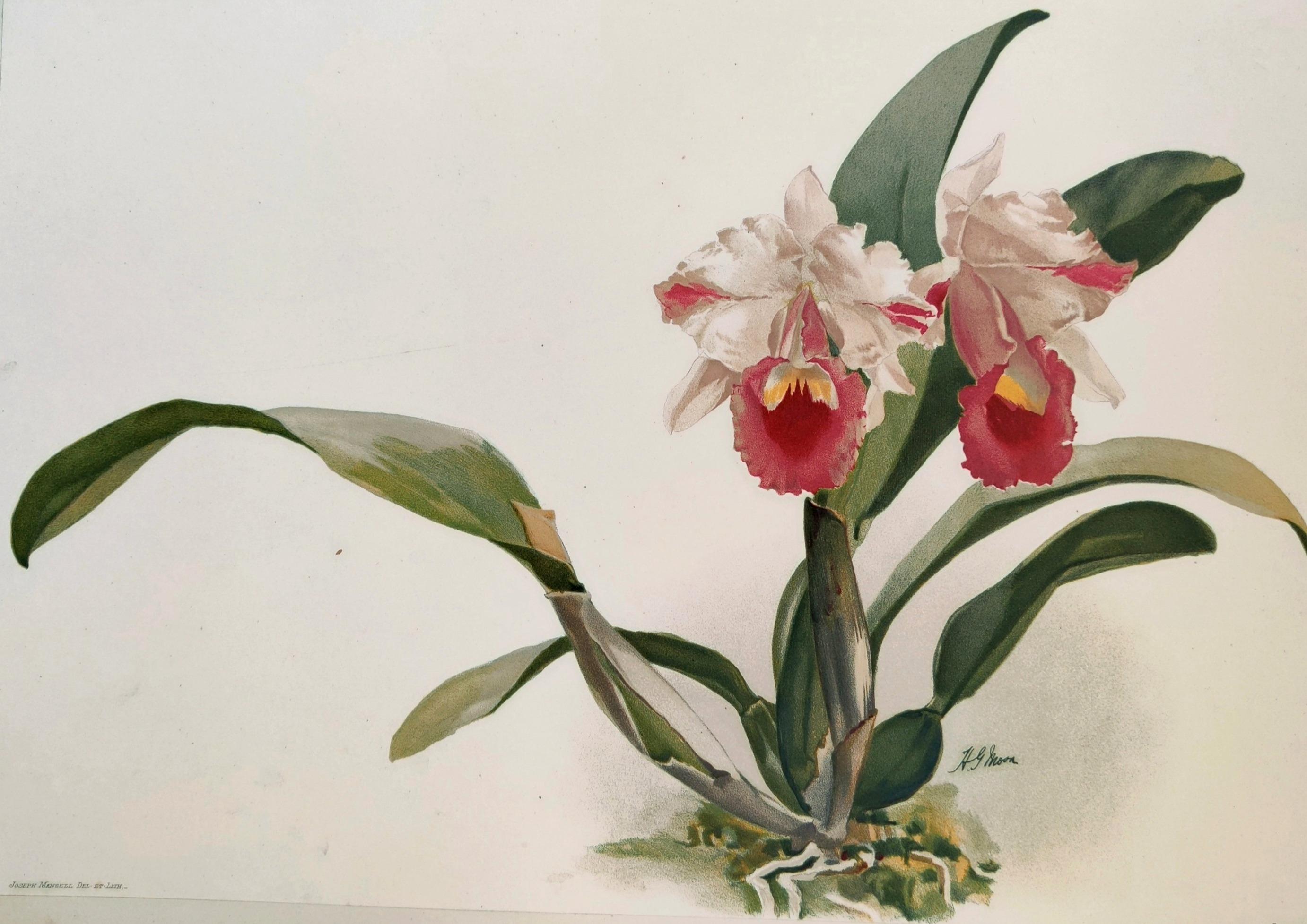 Cattleya Trianae Ernesti - Reichenbachia Orchid lithograph - Co.1888 - Print by Henry George Moon